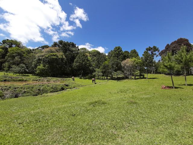 Chácara de 5.3 Alqueires com Pínus e Eucalipto . Guairacá- Guarapuava PR - Foto 5