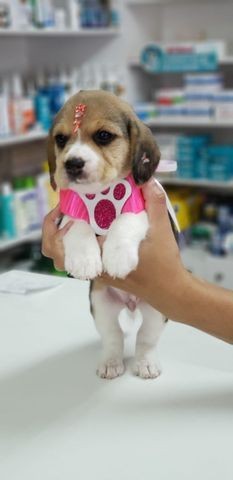 Beagle Tricolor Femea Vacinada