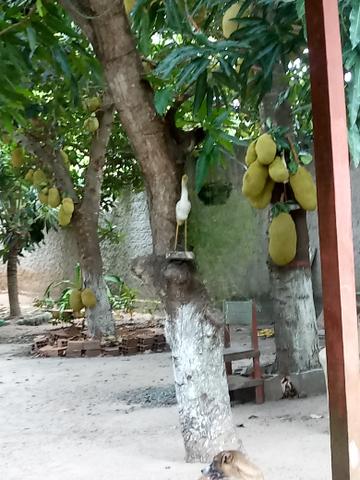 Venda de sitio