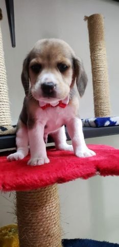 Filhote de Beagle MAcho - Foto 2