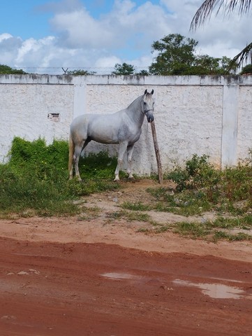 Cavalo manga larga 