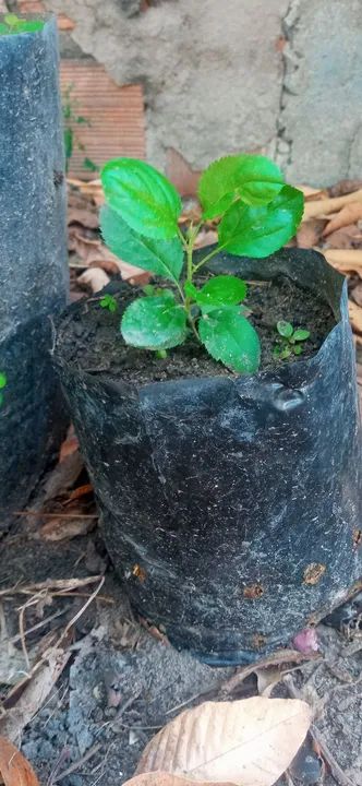 Mudas de Maçã - Foto 2