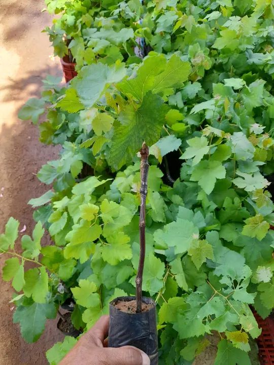 Mudas frutíferas  - Foto 3