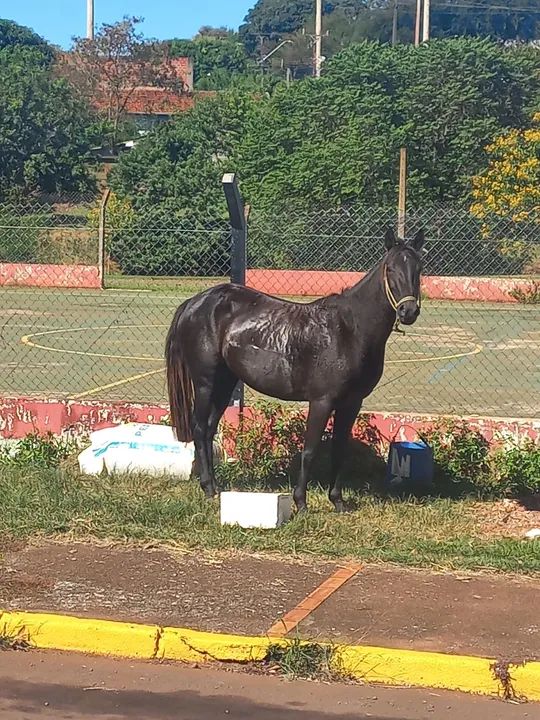 Egua crioula  - Foto 2