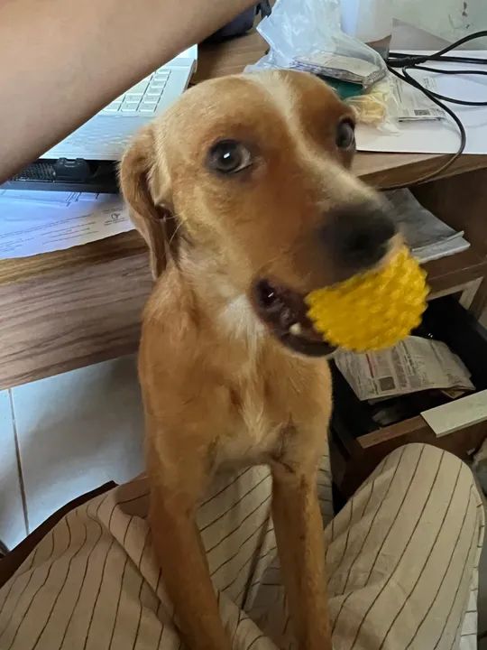 Cachorro Carinhoso Procurando Lar - Foto 3