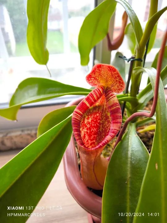 Nepenthes Briggsiana (Lowii x Ventricosa) - Foto 3