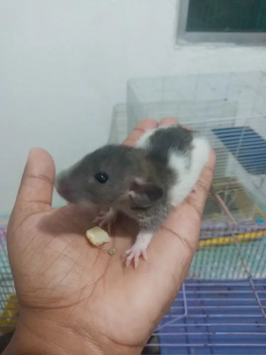 Ratinho já com entrega  - Foto 6