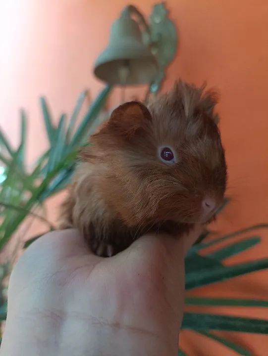 Porquinho da índia peruano  - Foto 2