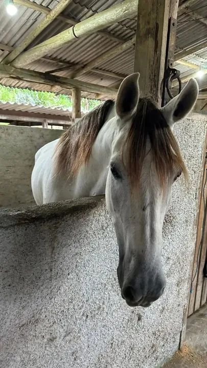 Cavalo para venda - Foto 3