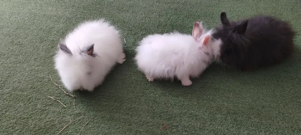 Mini coelho Teddy Dwerg - Foto 5