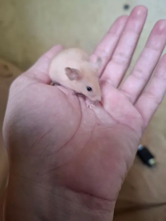 Camondongos  - Foto 2