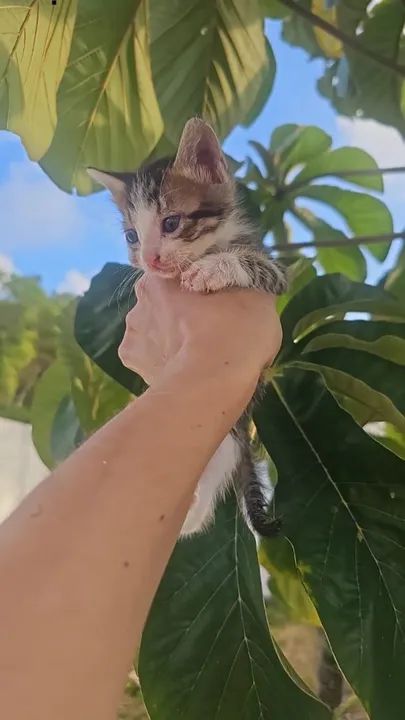 Adoção responsável de gatinhos - Foto 6