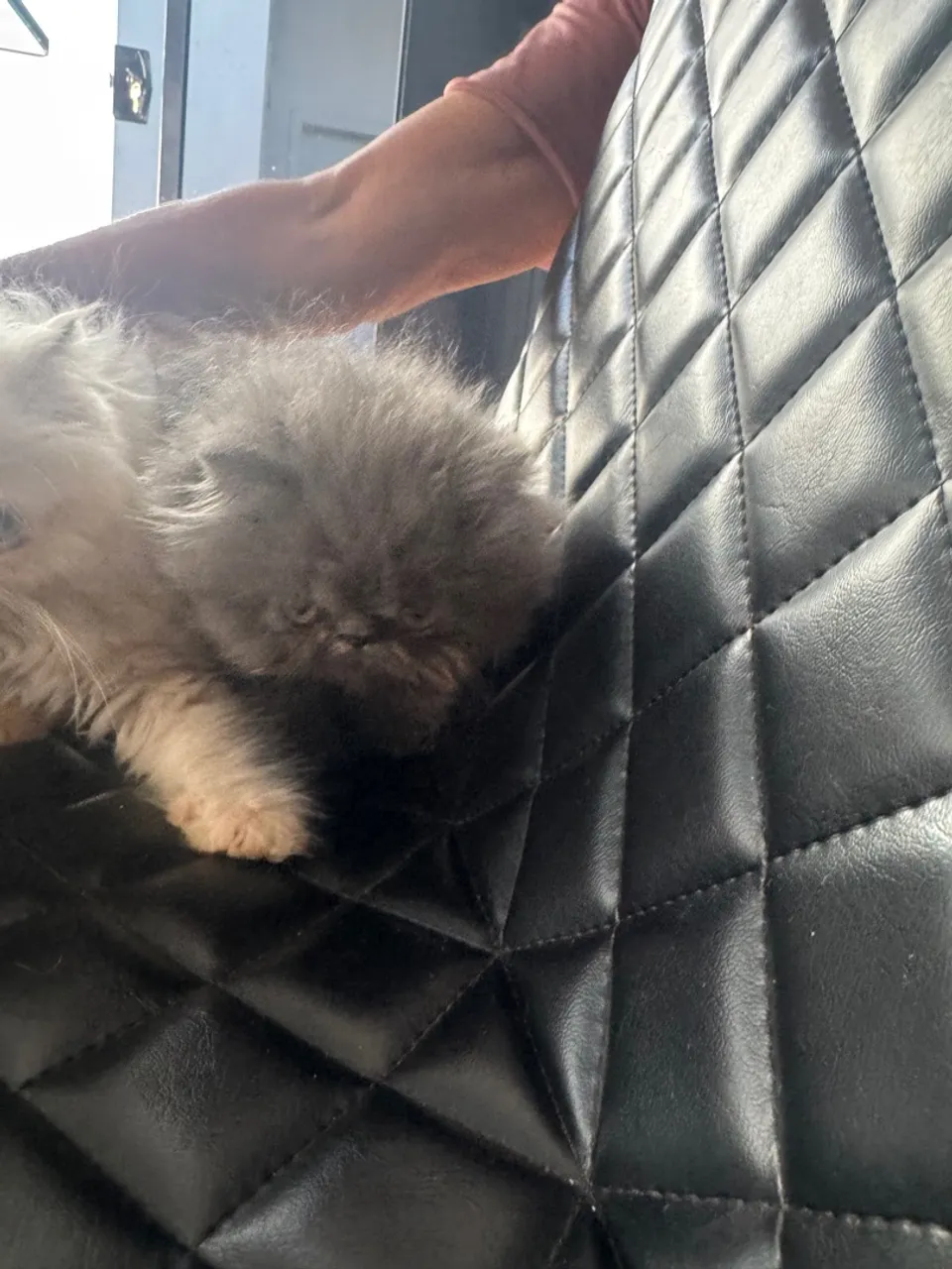 Vendo gato persa 