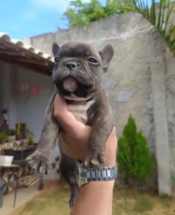 Bulldog Francês filhotes entregamos hoje 