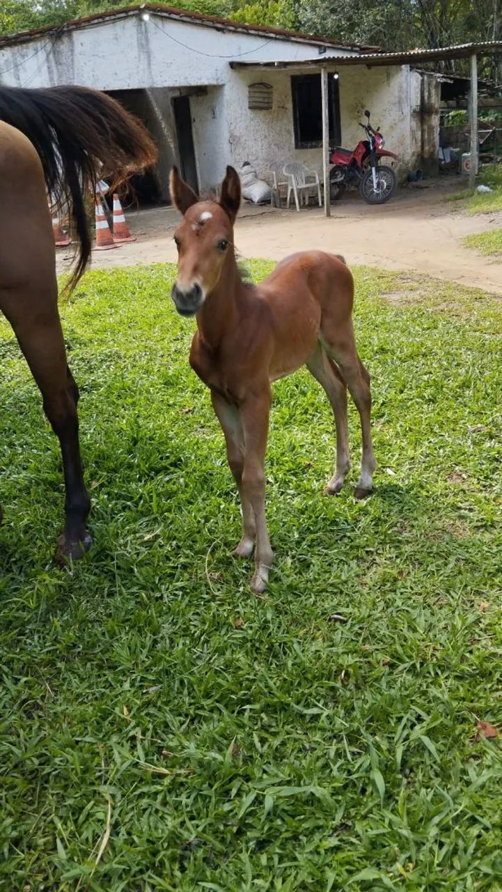 EGUA + POTRO PURO QUARTO DE MILHA