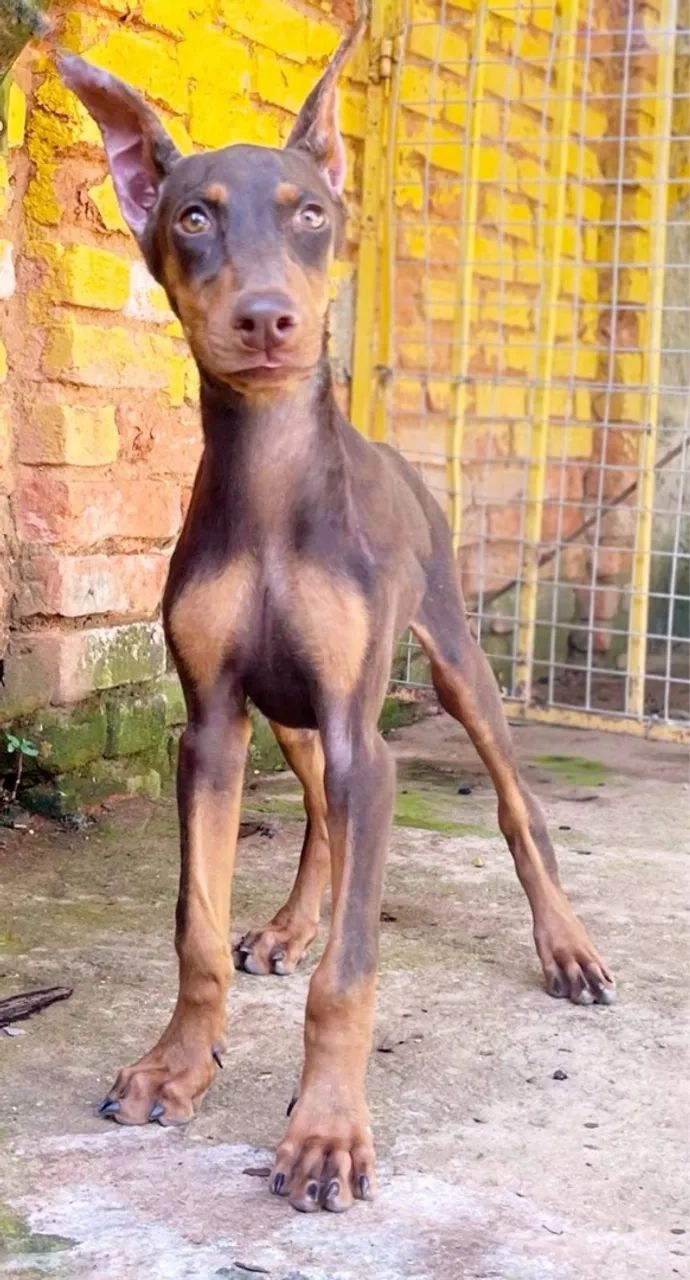 Doberman filhote - Foto 3