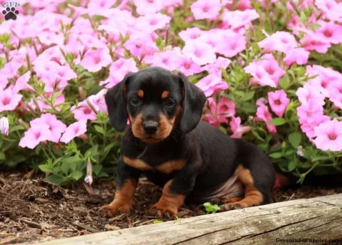 Teckel (Dachshund) filhotes fofos disponiveis 