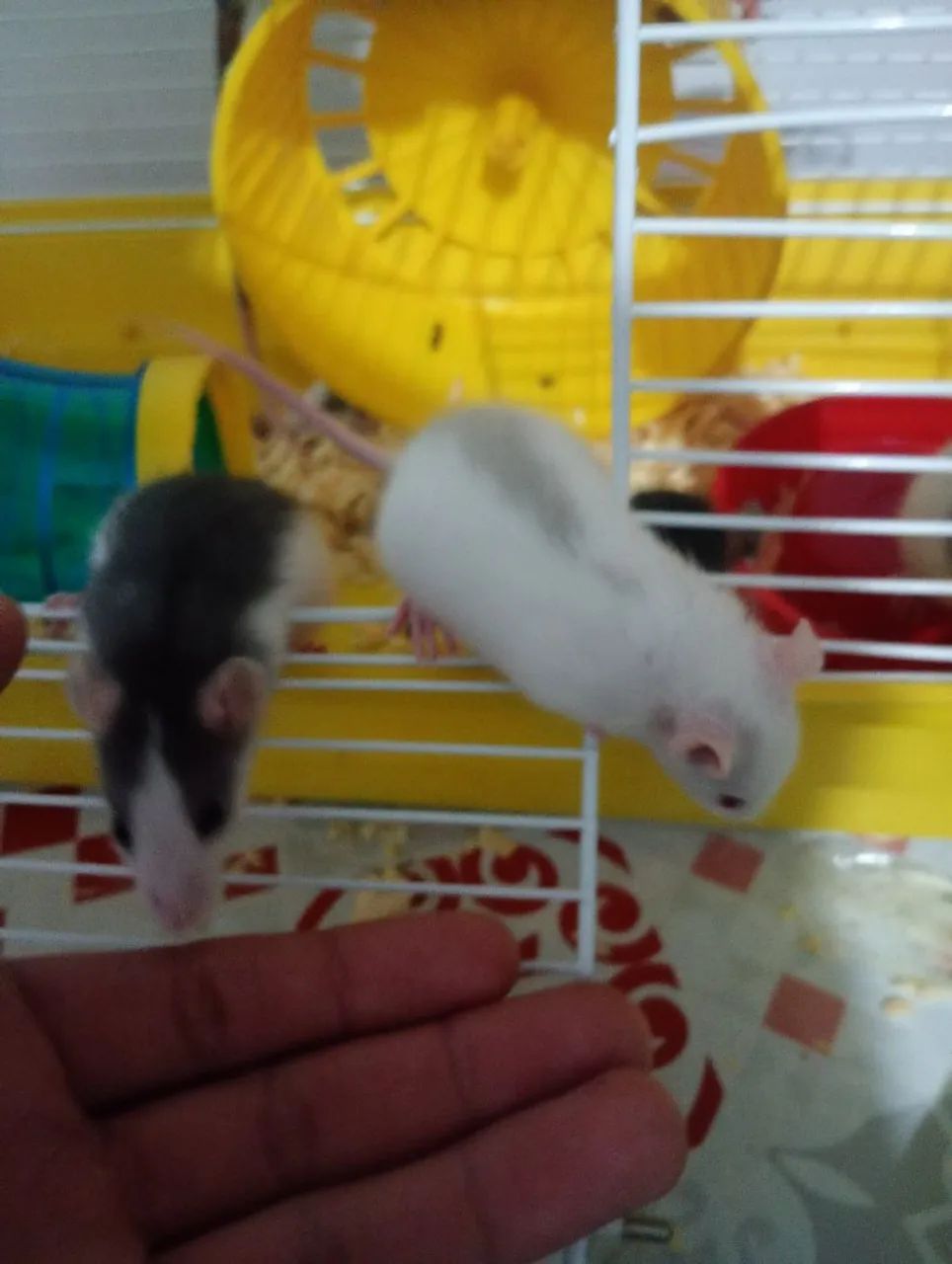 Roedor Twister  - Foto 3