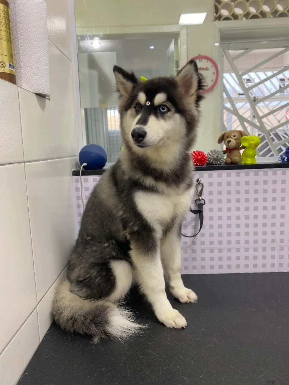 Filhote de Husky Siberiano