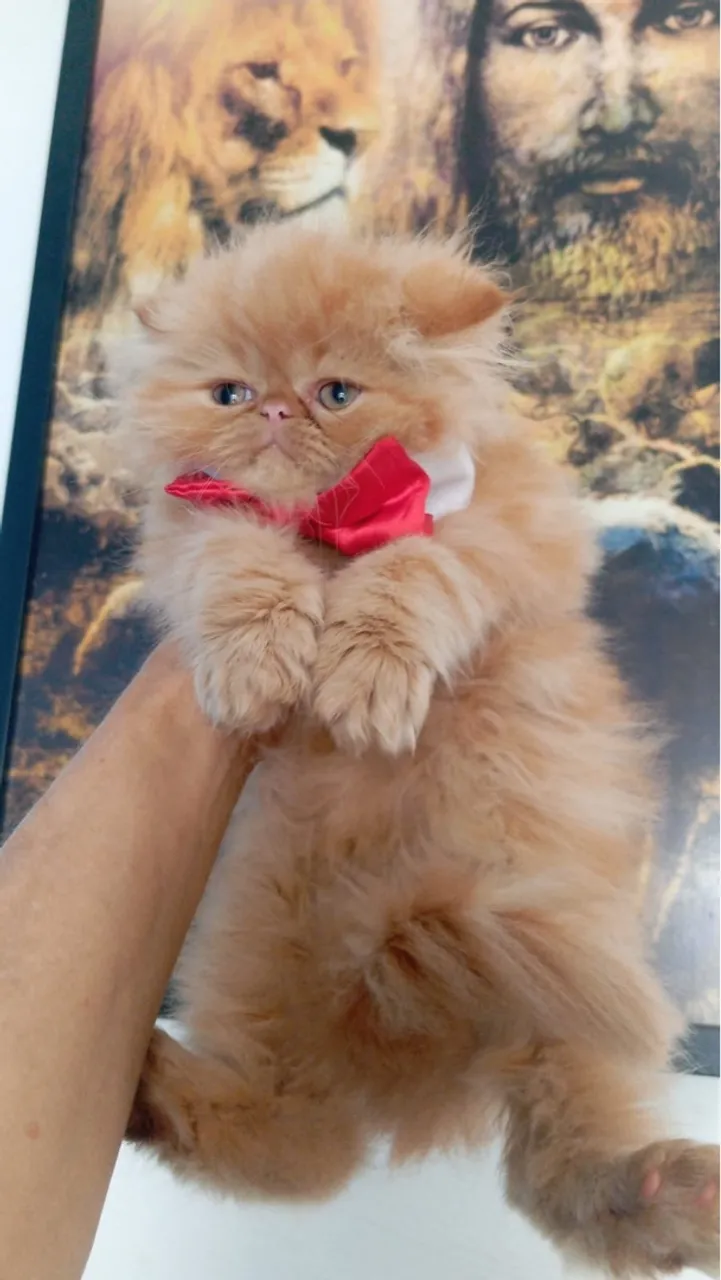 Gatinho Persa legítimo