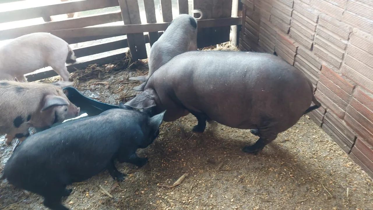 Porcos para venda - Foto 4
