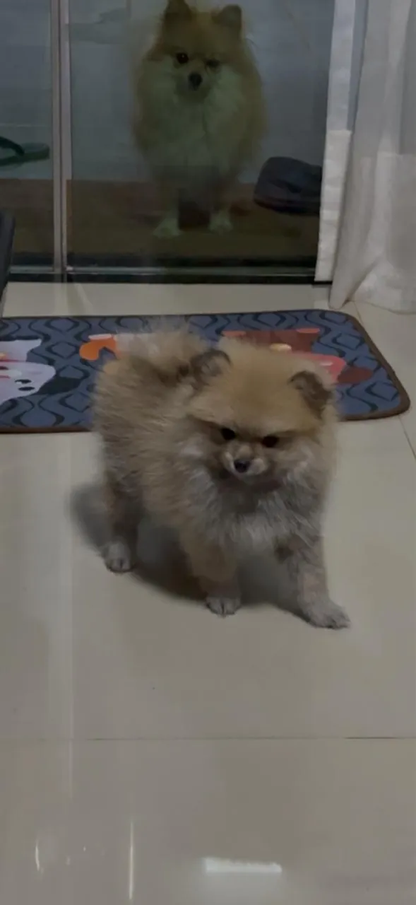 Filhote de Spitz Alemão anã