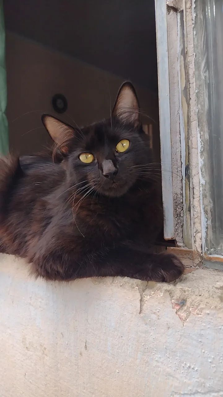 Gata Prenha para Adoção Um Ato de Amor por Muitos!  - Foto 4