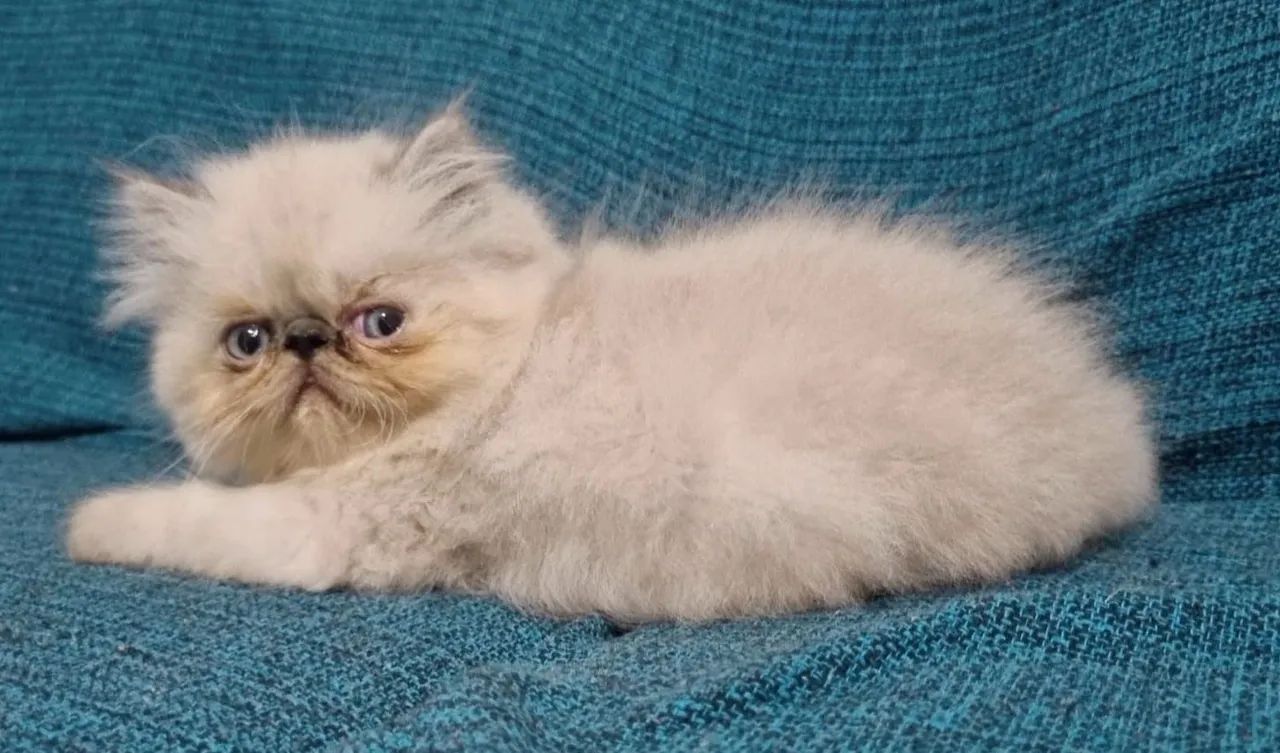 Gatinho Persa Himalaia fêmea  - Foto 6