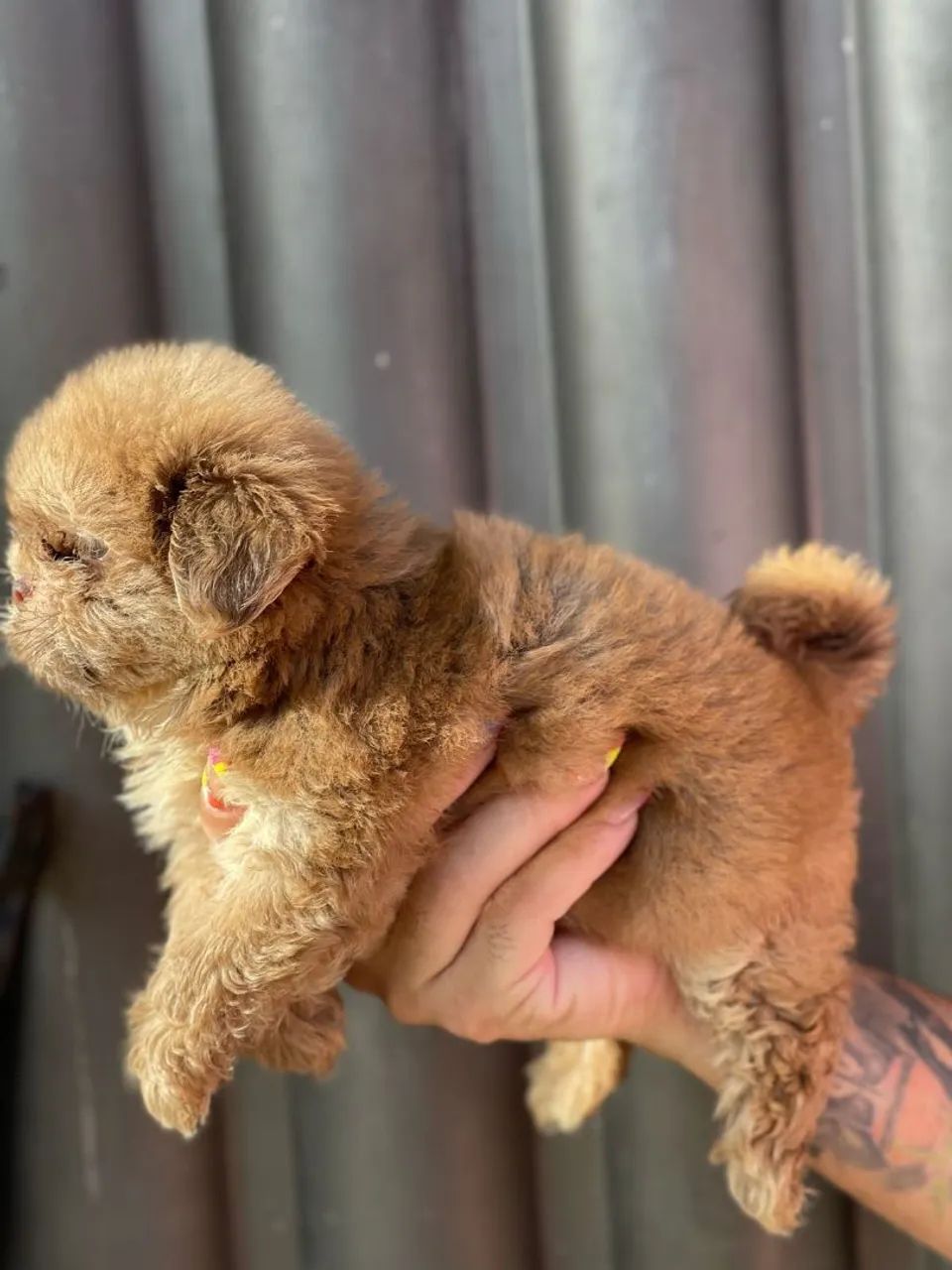 Filhote de Shih Tzu machinho 