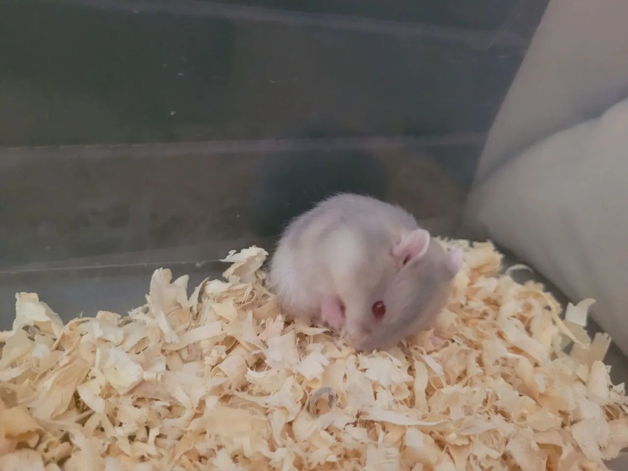 Filhote hamsters anão russo  - Foto 2