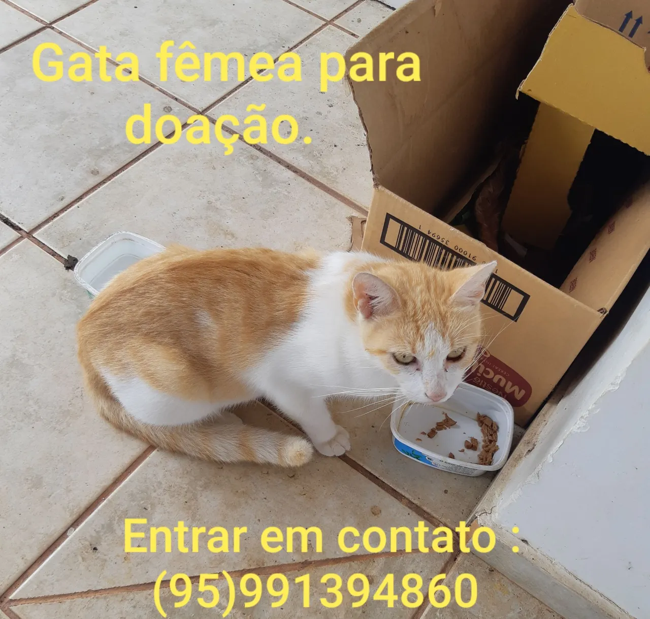 Doa-se gata fêmea.