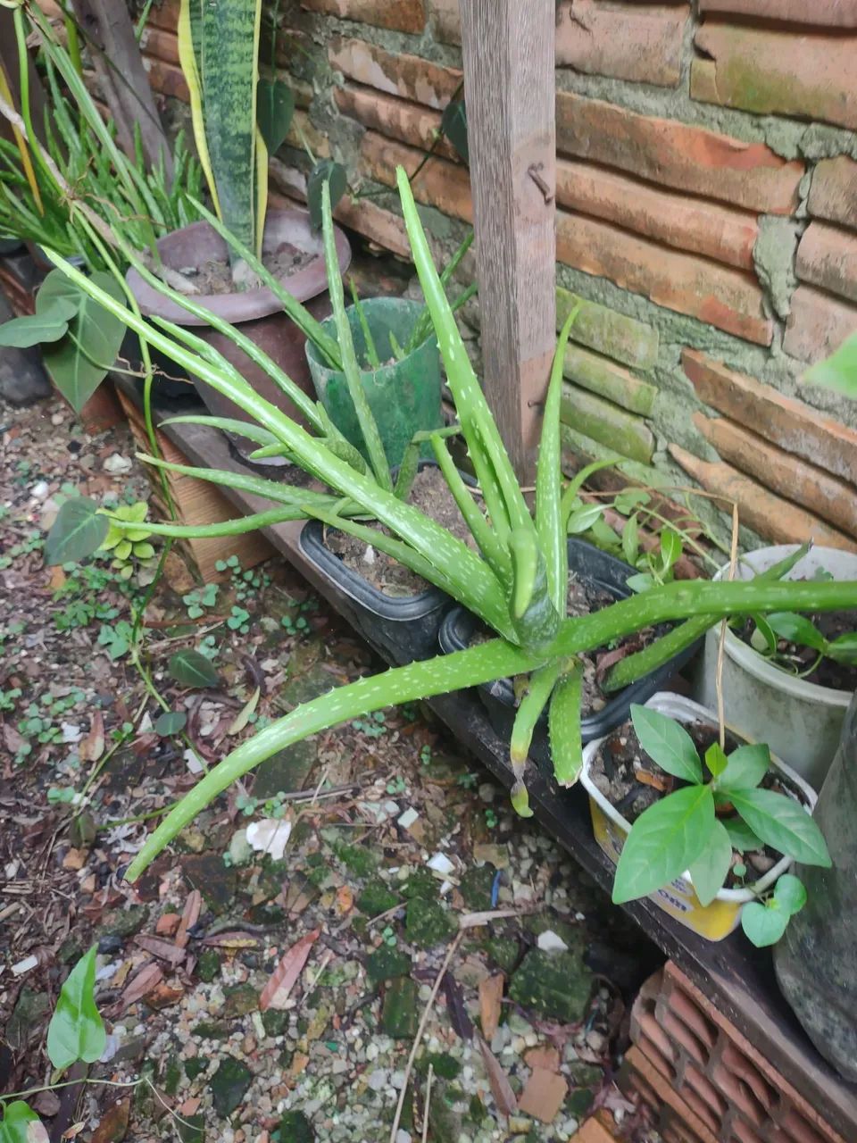 Linda planta Para decoracões - Foto 3