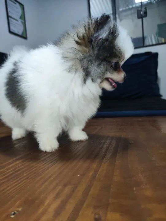 Filhotes de Lulu da Pomerânia - Sptiz Alemão Anão - Foto 4