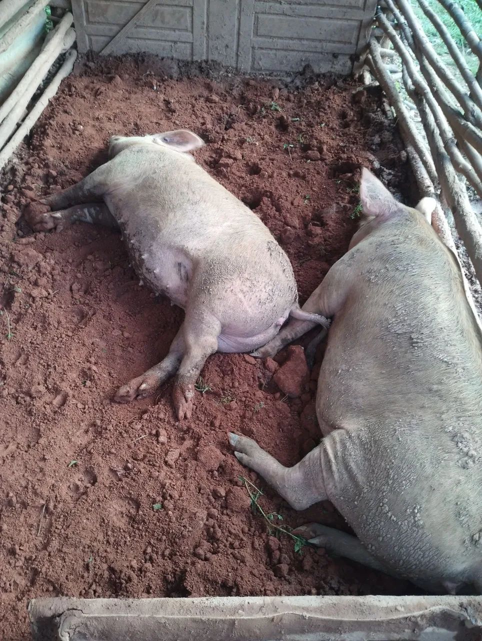 Matrizes landrace com large white  - Foto 4