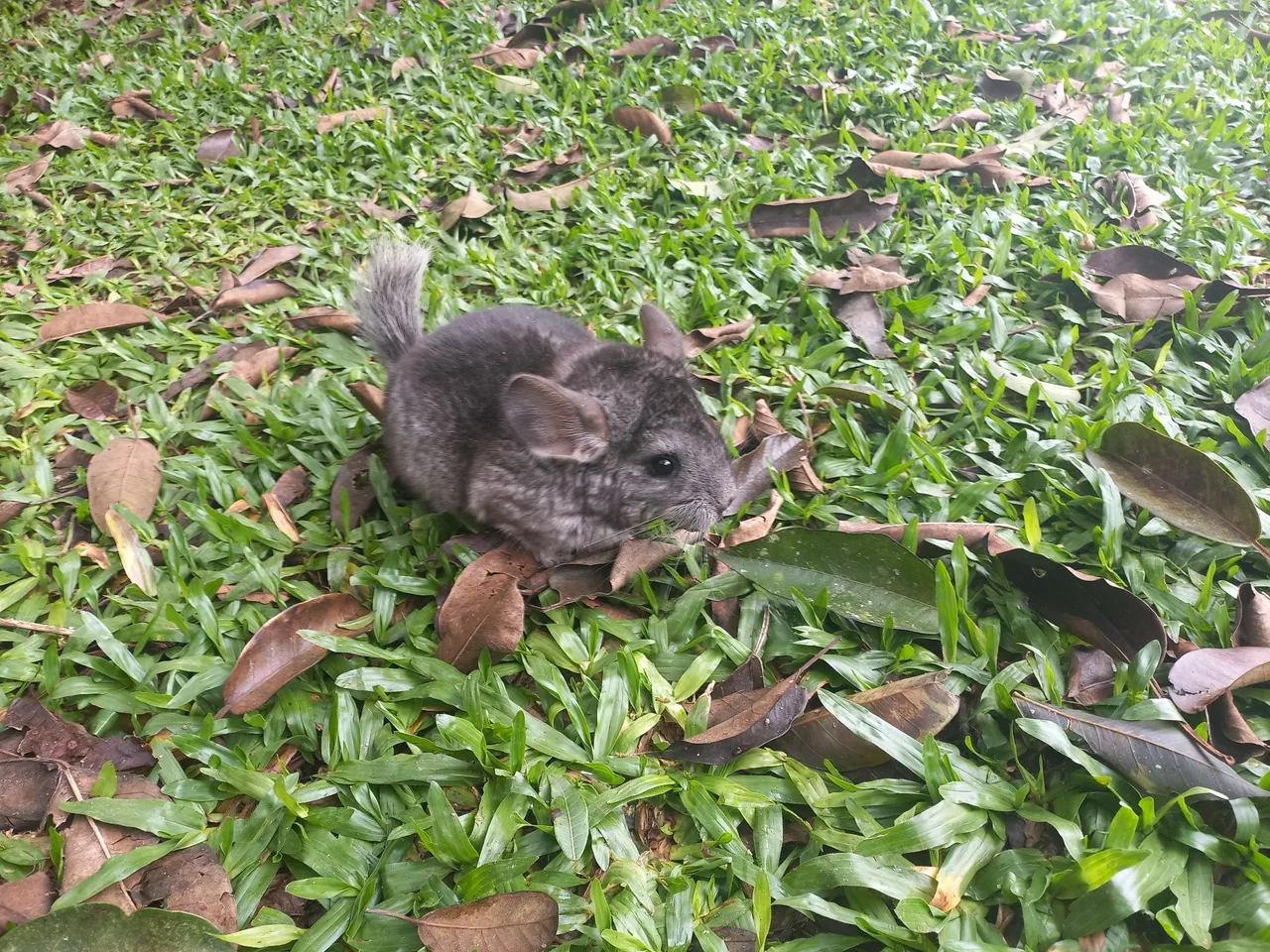 Chinchilas filhotes dóceis para estimação