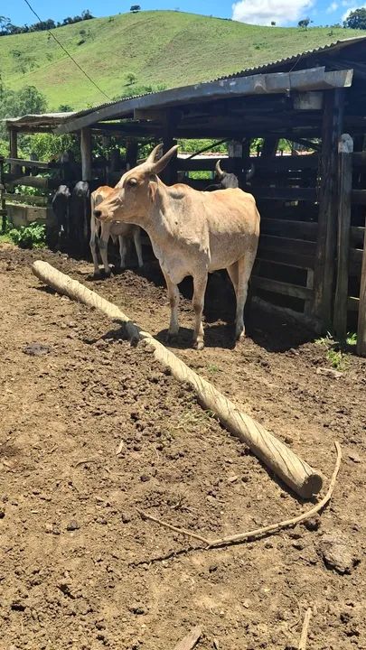 Vacas a venda! - Foto 2