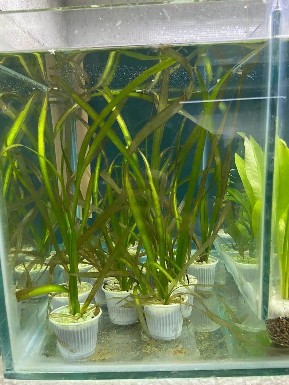 Plantas Naturais e Acessórios para Aquários  - Foto 5