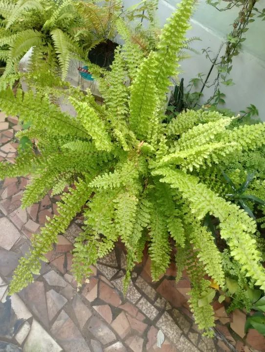 mudas de samambaia