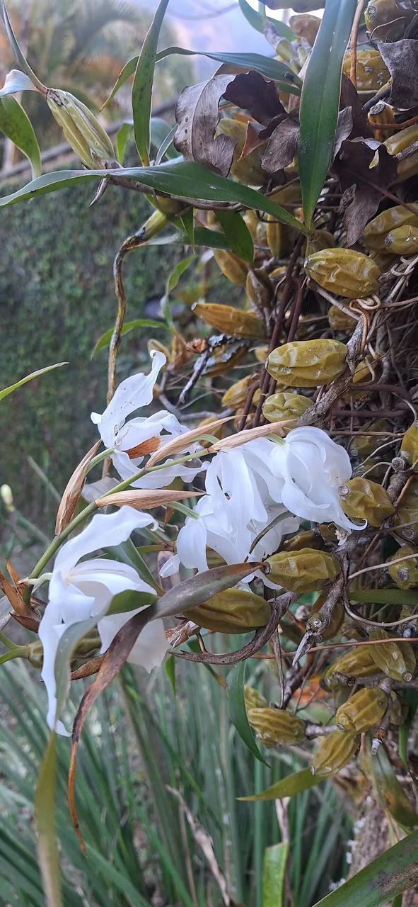 Orquídeas brancas (mudas) - Foto 3