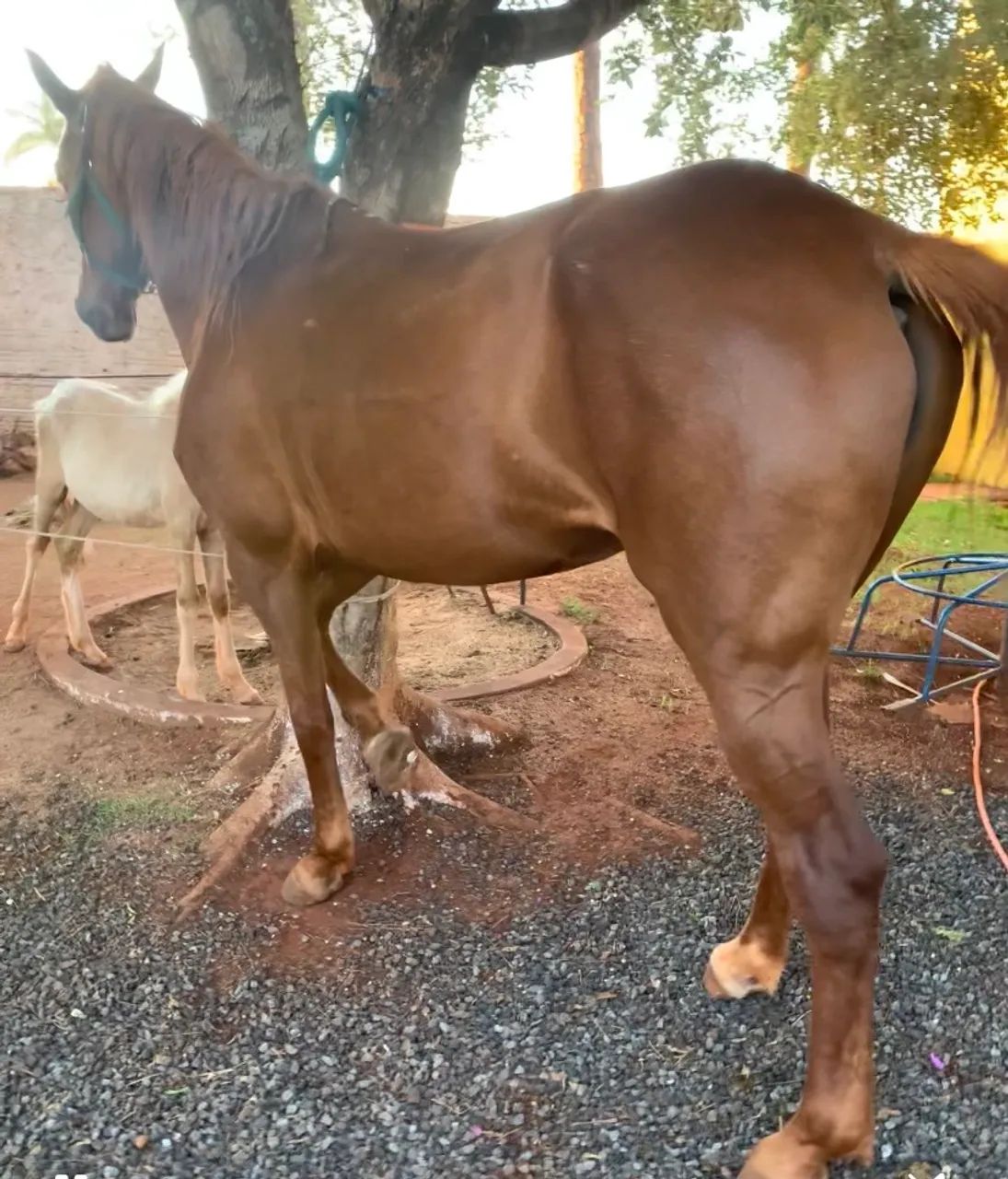 Égua  - Foto 2