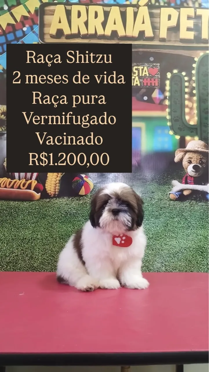 Filhote Shitzu - 2 meses - Vacinado e Vermifugado
