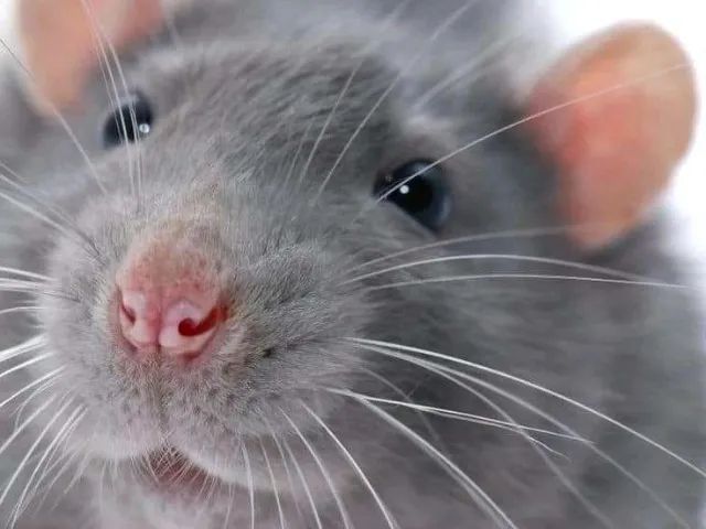 rato twister/dumbo/hairless - Foto 3