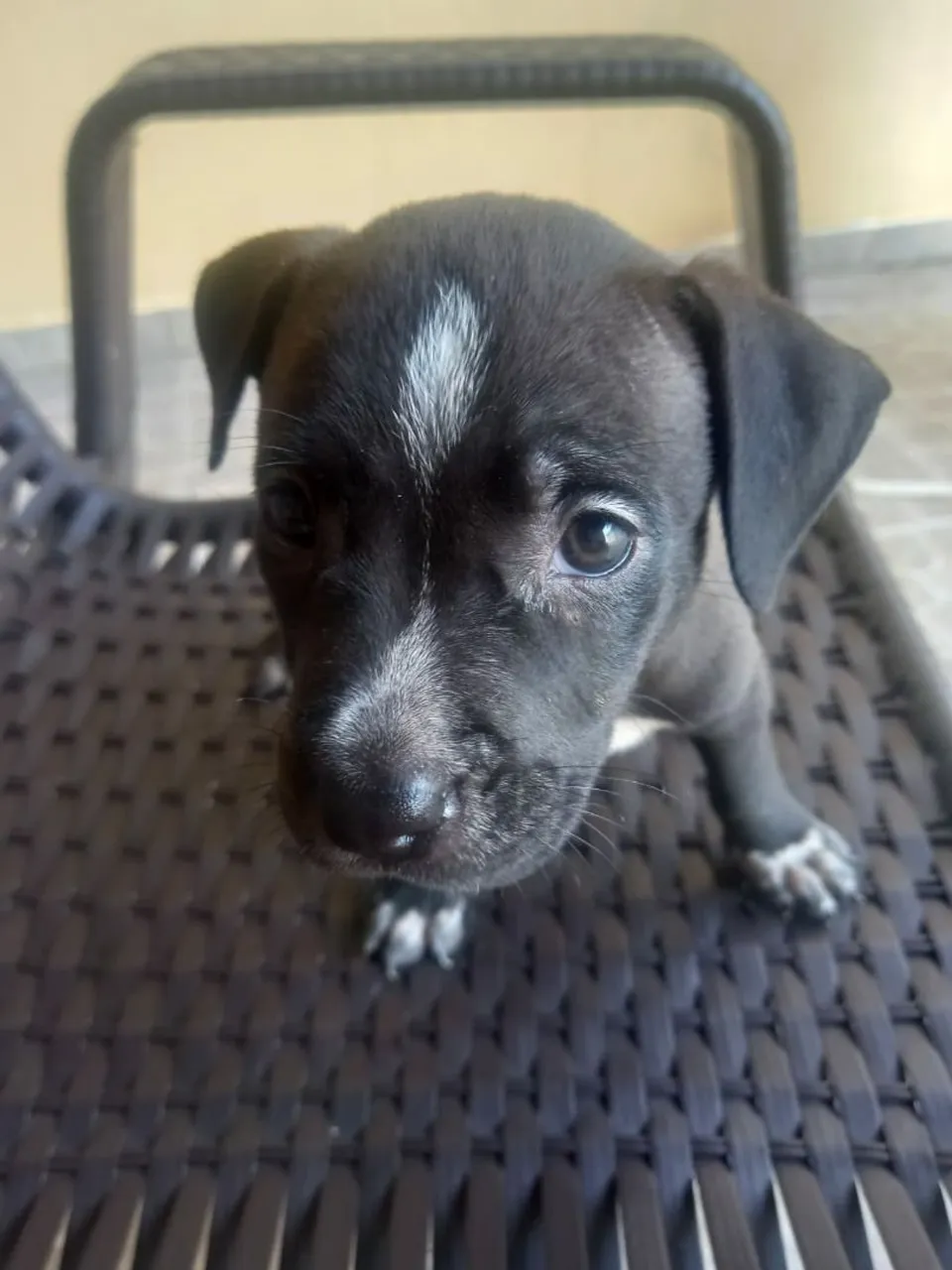 Filhote Pitbull