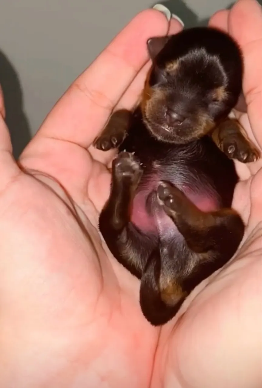 YORKSHIRE MICRO MACHO | Pais com pedigree
