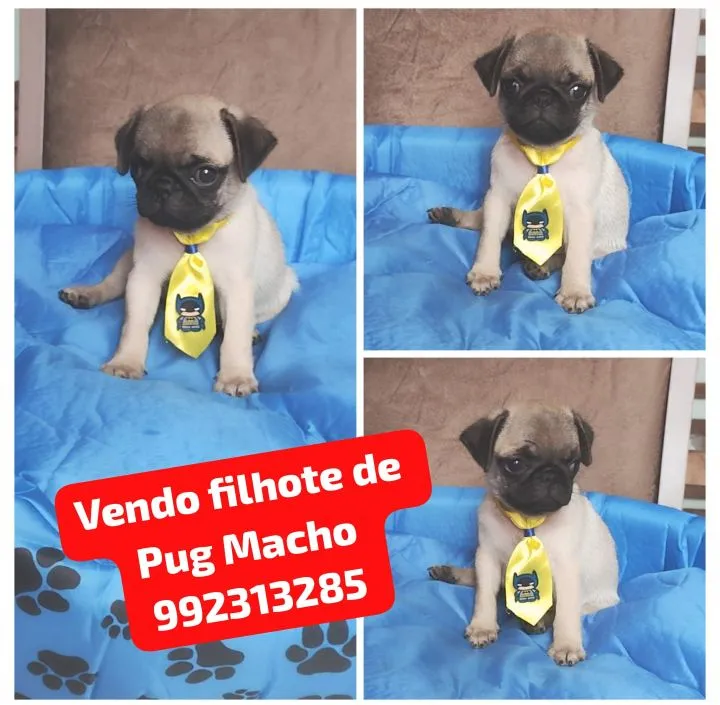 Vendo filhote de Pug Macho 