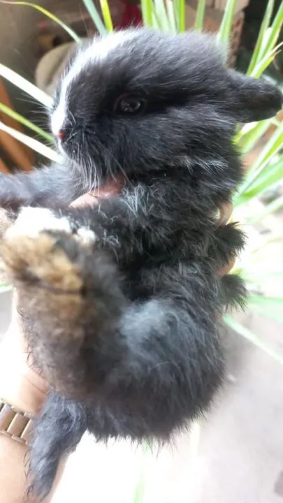 Coelhos filhotes comuns e Raciados - Foto 3