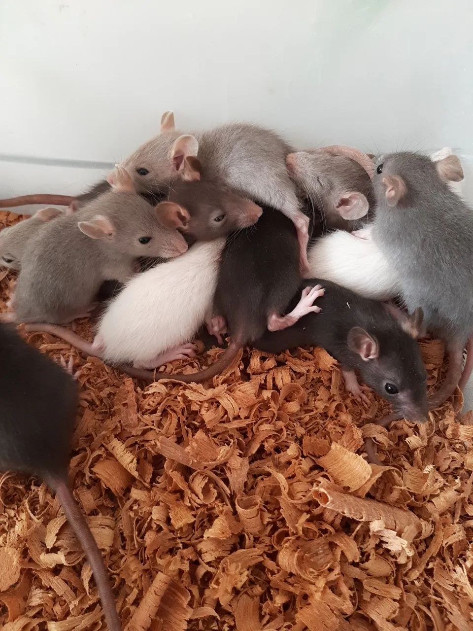 Ratos Mercol/Twister - Foto 3