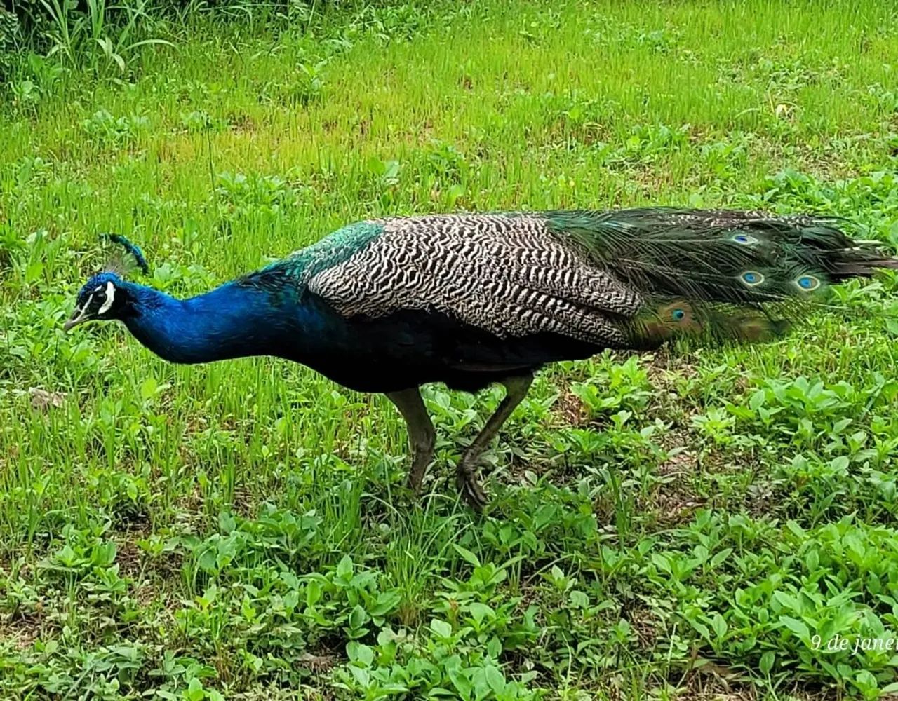 Lindo casal de pavão! - Foto 2