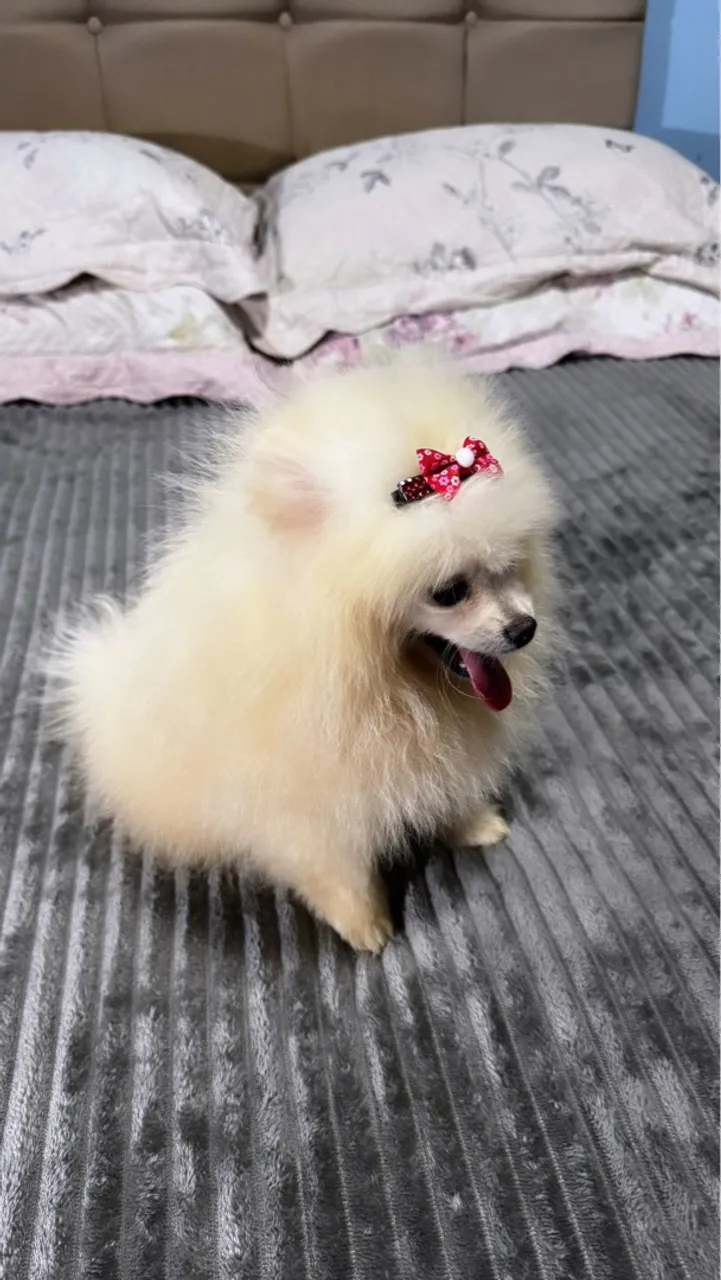Fêmea URSINHA spitz alemão