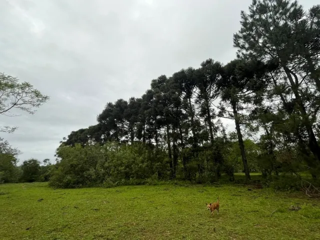 SÍTIO 4,2 HECTARES MARAVILHOSO NA COSTA DO IPIRANGA GRAVATAI